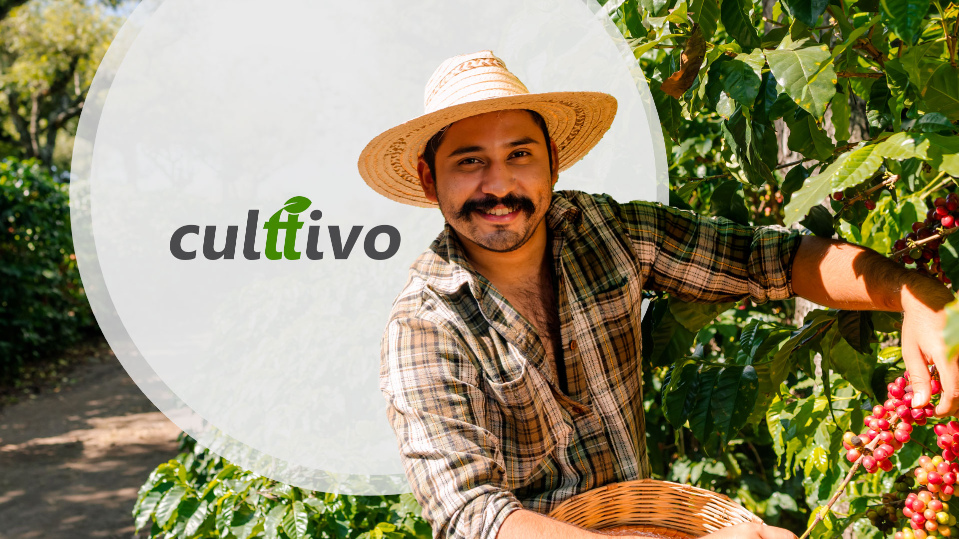 Culttivo - Apresentação Comercial, capa do case